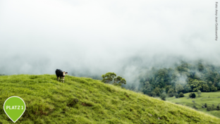 Kuh im Nebelwald in Australien