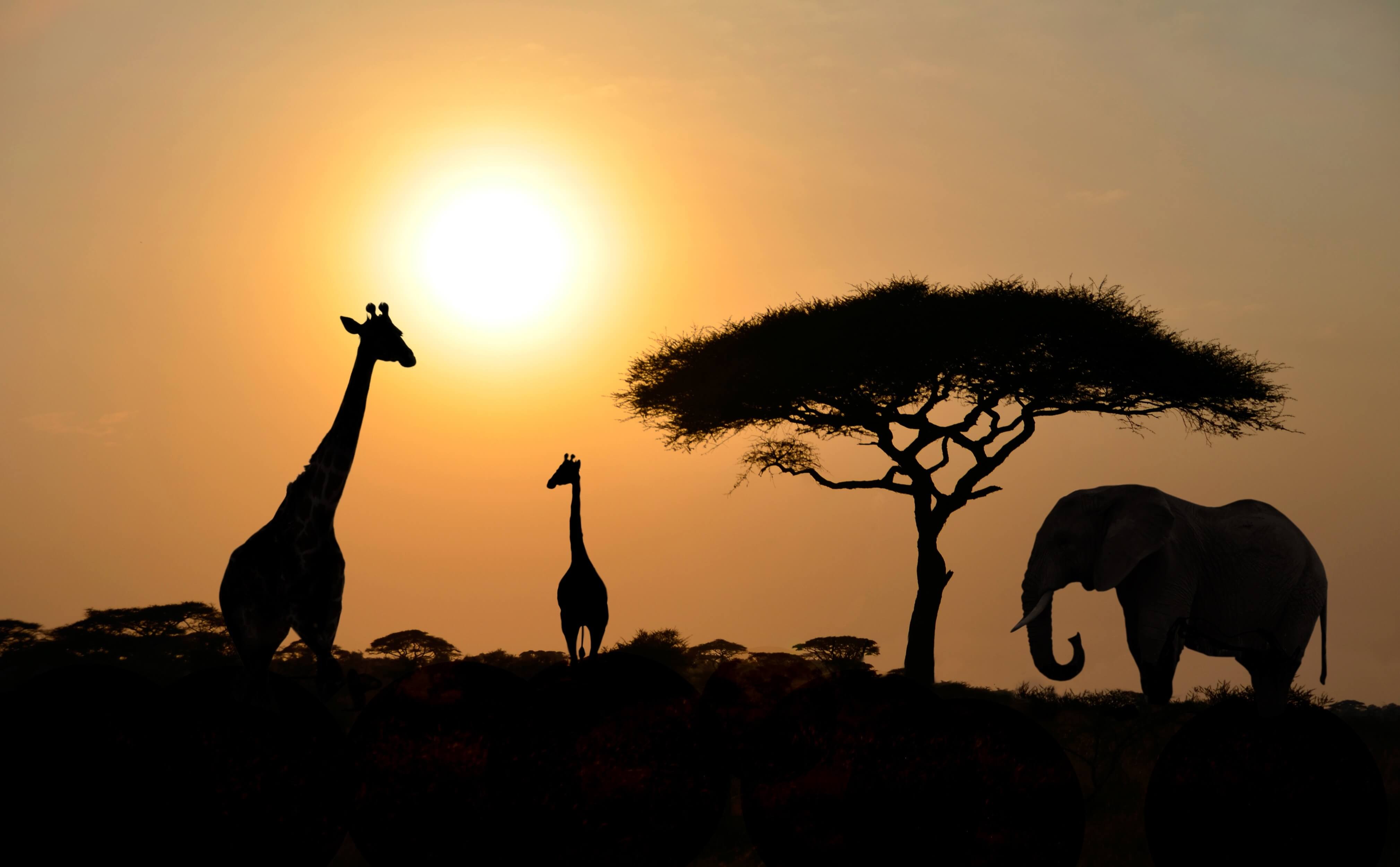 Silvester in Südafrika: Safari über die Jahresgrenze – sz-Reisen