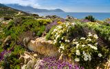 Blumen an der Küste von La Revellata