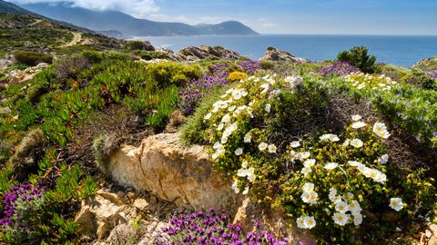 Blumen an der Küste von La Revellata