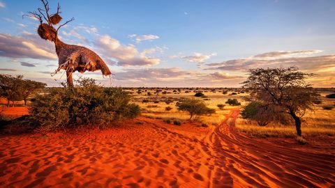 Nest von Webervögeln in der Kalahari Wüste