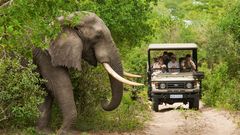Auf Safari