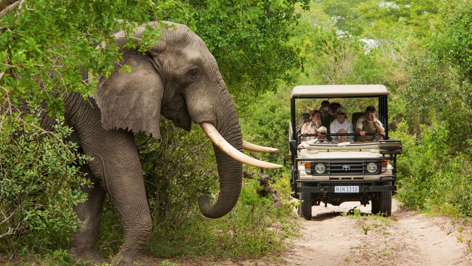 Auf Safari