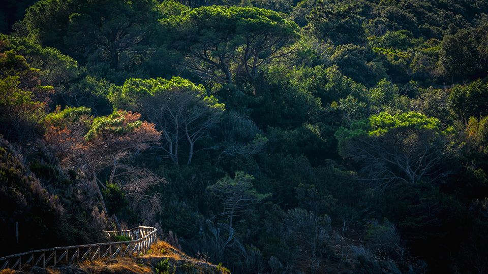 Wanderweg durch Pinienwald auf Elba