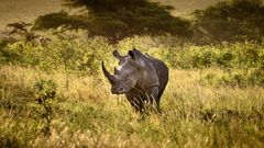 Breitmaul Nashorn in Hluhluwe-iMfolozi