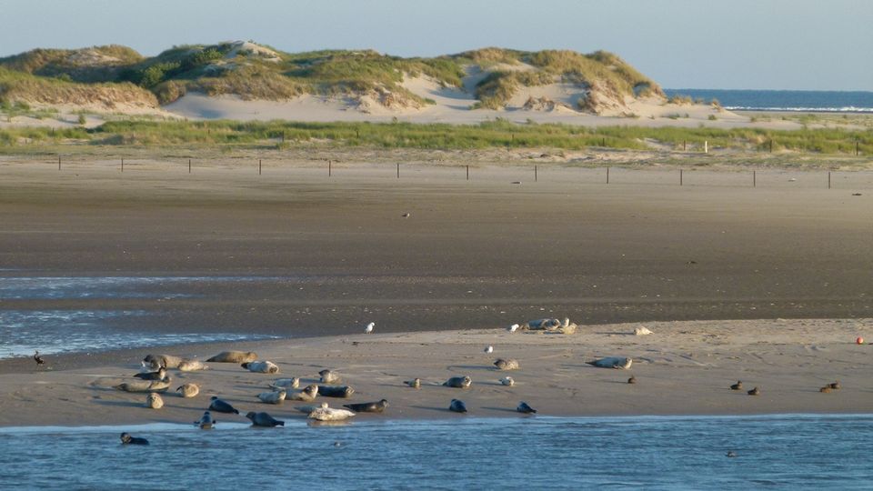 Seehundbank vor Norderney