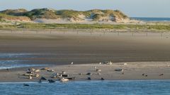Seehundbank vor Norderney