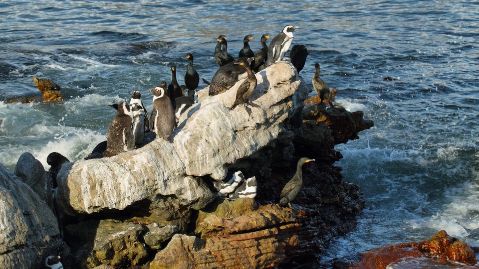 Pinguine in Bettys bay in Südafrika