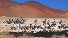 Islas Ballestas