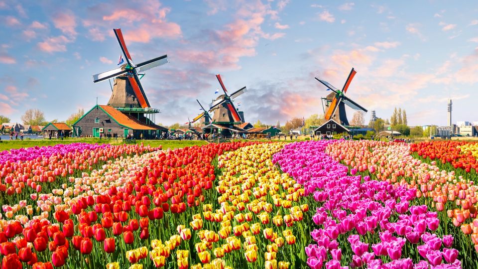 Landschaft mit Tulpen und traditionellen niederländischen Windmühlen