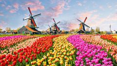 Landschaft mit Tulpen und traditionellen niederländischen Windmühlen