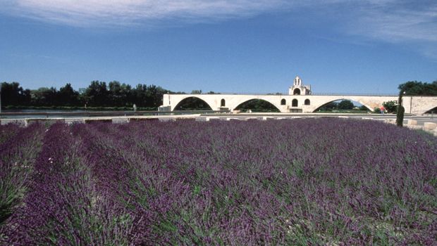 Pont Saint Benezet Avignon mit Lavendel