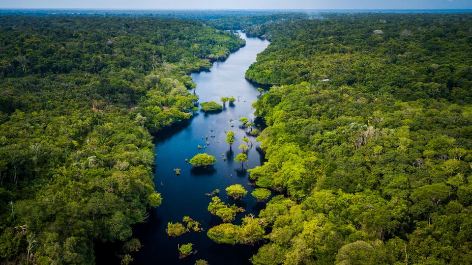 Amazonas Regenwald