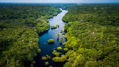 Amazonas Regenwald