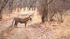 Tiger Ranthambhore