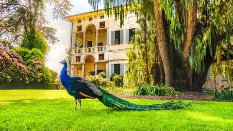 Pfau Isola Madre