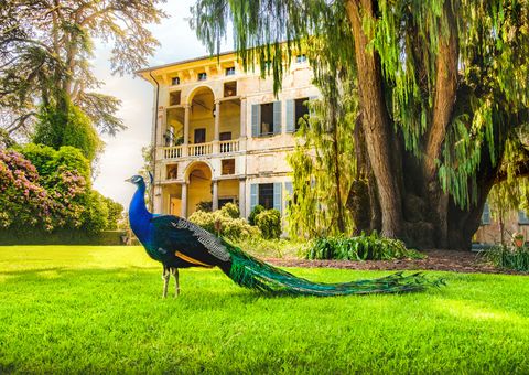 Pfau Isola Madre