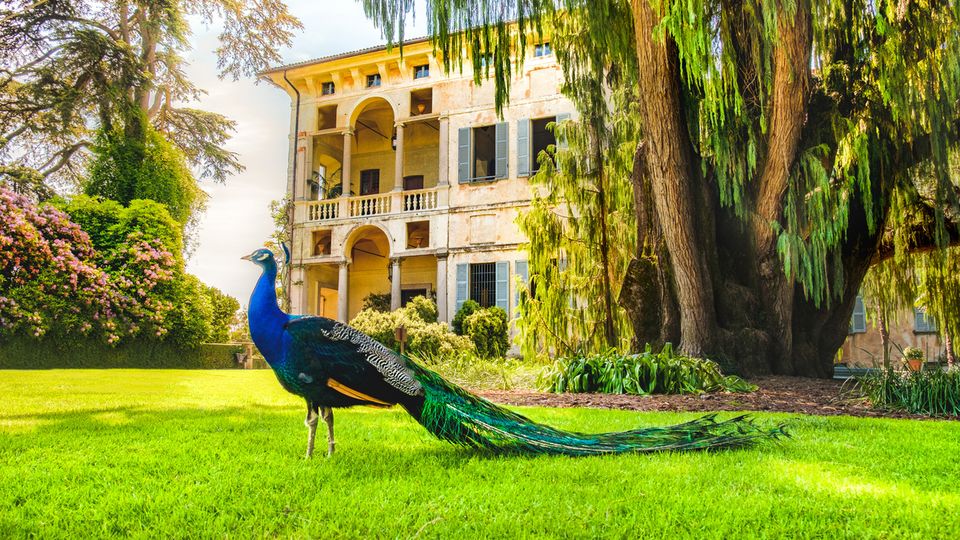 Pfau Isola Madre