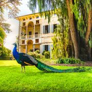 Pfau Isola Madre