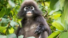 Südliche Brillenlangur auf Langkawi