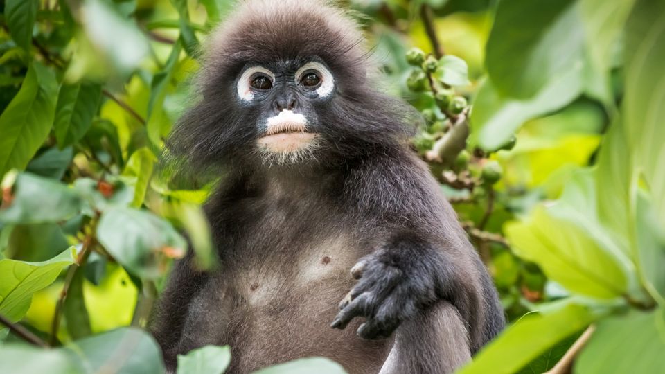 Südliche Brillenlangur auf Langkawi