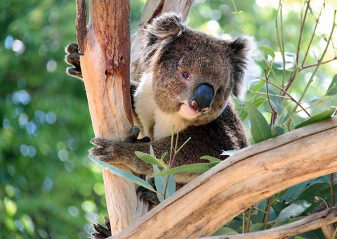 Koala in Australien