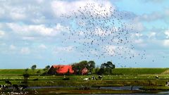 Texel