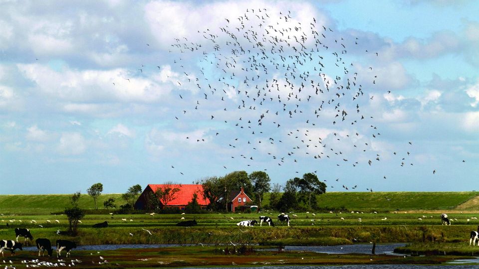 Texel
