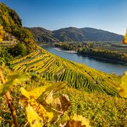 Blick auf die Donau mit Weinbergen im Herbst, Wachau ©Johannes, AdobeStock Blick auf die Donau mit Weinbergen im Herbst, Wachau