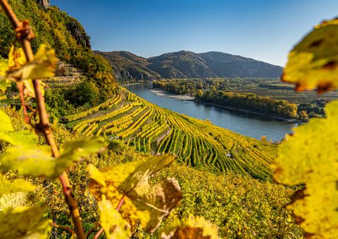 Blick auf die Donau mit Weinbergen im Herbst, Wachau