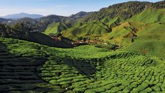 Teeplantage