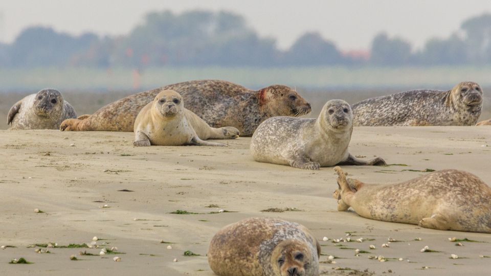 Robben auf einer Sandbank im Oosterschelde Nationalpark