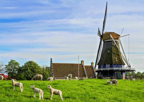Windmühlen und Deich in Medemblik