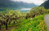 Hardanger Baumbluete