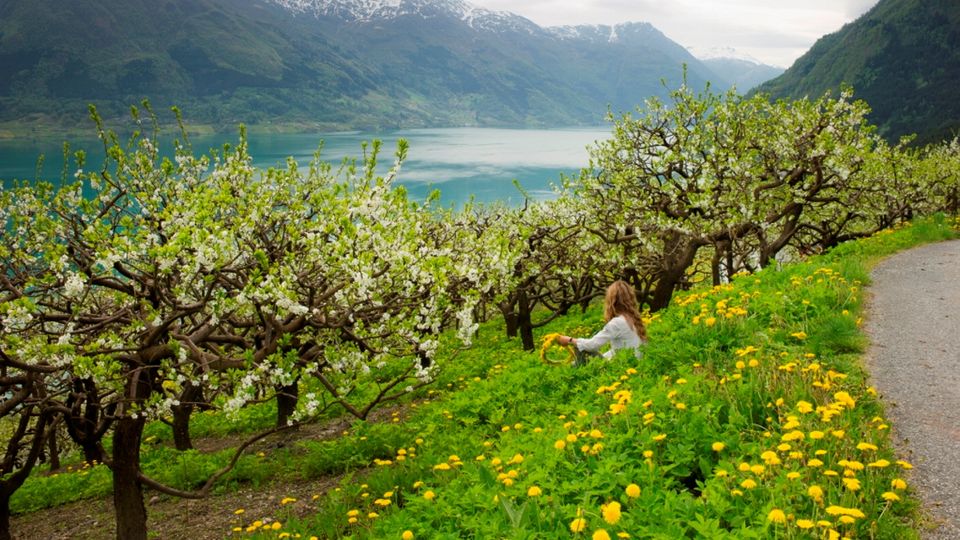 Hardanger Baumbluete