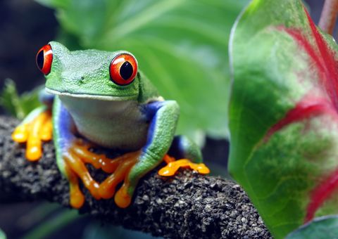 Rotaugenlaubfrosch ©Brandon Alms, 123rf.com Rotaugenlaubfrosch