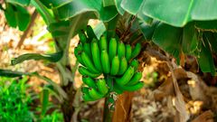 Bananenplantage auf Madeira