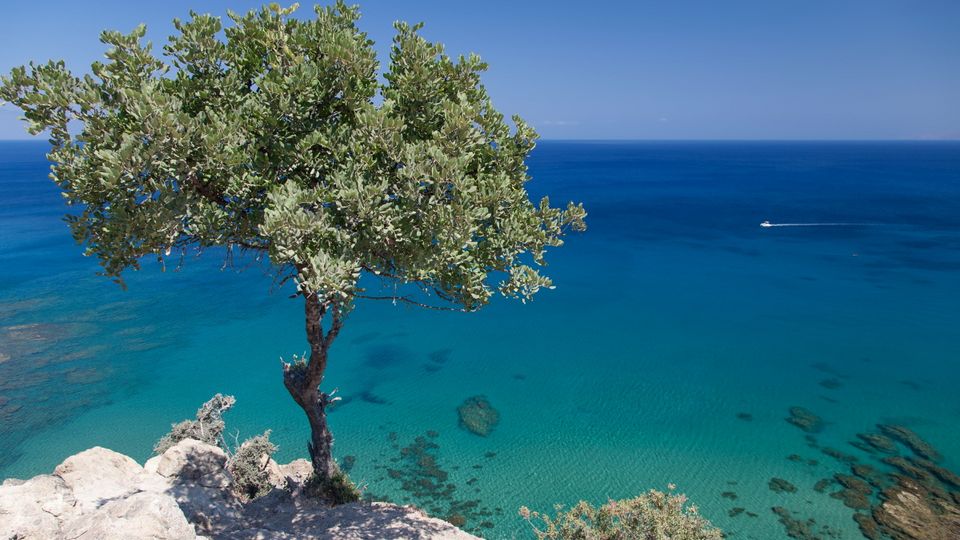 Baum in Zypern