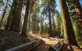 Sequoia Nationalpark
