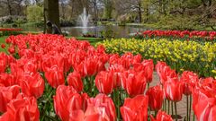 Tulpen und Narzissen vor Springbrunnen
