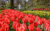Tulpen und Narzissen vor Springbrunnen