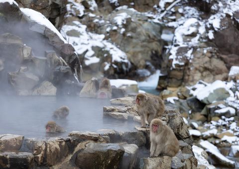 Affen beim Baden in den heißen Quellen des Jigokudani Monkey Park in Nagano