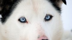 Husky