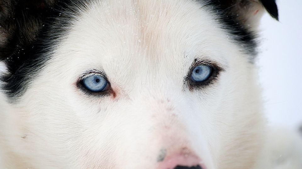 Husky
