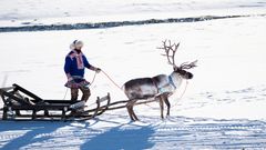 Sami-Erlebnis, Rentierfarm