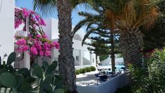Mediterraner Garten mit Palmen, Kakteen und leuchtend pinker Bougainvillea vor weißem Gebäude – im Hintergrund lädt ein Pool mit Sonnenliegen zum Entspannen ein.