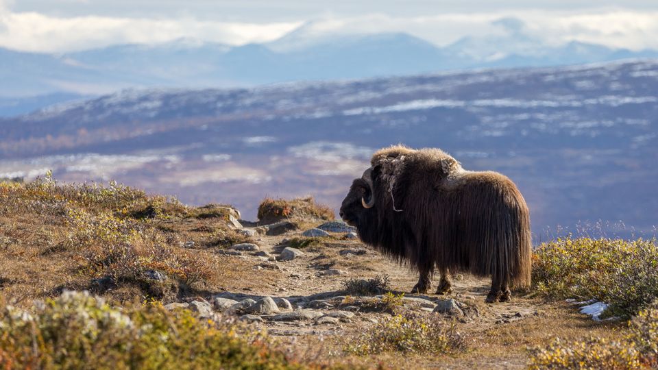 Moschusochse im Dovrefjell Nationalpark