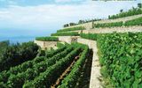Blick auf Weinhang am Hotel Terme la Pergola in Italien, Ischia