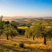 Olivenhain in der Toskana im Morgenlicht ©Thomas, AdobeStock Olivenhain in der Toskana im Morgenlicht