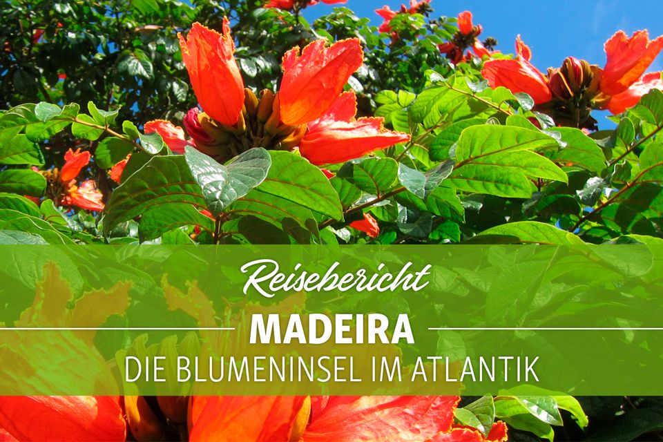 Blumeninsel Madeira